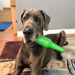 Harvey The Blue Dane - @oceanblue_harvey - Instagram