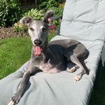 @harvey_the_blue_whippet_ - Instagram