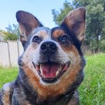 harvstagram - @harveyblueheeler - Instagram