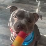 Kerry Naish - @harvey_blue_staffy - Instagram
