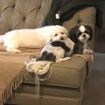 Harvey, Cheyenne and Brady - @harveythemogwai - Instagram