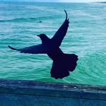 Bryan Harvey - @bryanharveyfilms - Instagram