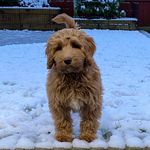 Harvey Collins the cockerpoo - @harvey_cpoo - Instagram