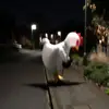 Harvey - @harveywcollins - TikTok