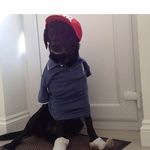 @harveycollins_ - Instagram