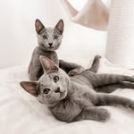 ℍ𝕒𝕣𝕧𝕖𝕪 & ℂ𝕠𝕠𝕡𝕖𝕣 - @harvey_cooper_russianblue - Instagram