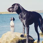 Harvey & Cooper 🐾 - @harvandcoop - Instagram