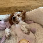 Harvey copeland - @harveycopeland19 - Instagram
