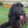 I sʟᴇᴇᴘ,sʟᴇᴇᴘ, sʟᴇᴇᴘ, ᴀɴɴᴏʏ - @harveys.account - TikTok