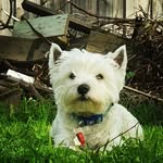 Harvey - @adventures_of_harvey_crumpet - Instagram
