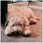 Harvey Crumpet - @_harvey_crumpet_ - Instagram