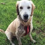 harvey crumpet - @harveycrumpet_puppy - Instagram