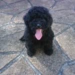 Harvey Crumpet - @harvey_crumpet - Instagram