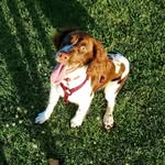 Harvey Derrick-Dent - @harveydentthespaniel - Instagram