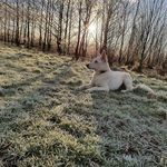 Harvey - @harvey_de_witte_herder - Instagram