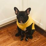 Harvey Dolan - @meetharveyandhazel - Instagram