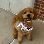 harvey - @harveydouglascavinder - Instagram