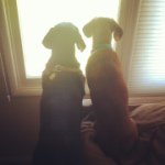 Harvey And Floyd - @harveyandfloyd - Instagram