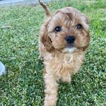 Harvey - @_myfluffyfriendharvey - Instagram