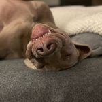 Harvey - @a_friend_like_harvey - Instagram
