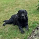 Harvey and Friends - @harveyandfriends12 - Instagram