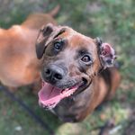 Harvey Dog - @harveyand_friends - Instagram