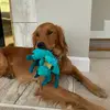 Harvey - @harvey_your_friend - TikTok
