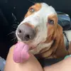 Harvey The Basset Hound - @harveyandfriends_ - TikTok