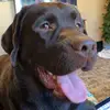 HarveyAndFriends - @harvey_and_his_friends - TikTok