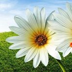 Harvey Gaither - Facebook