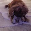 🐶dogs forever🐶 - @harveydoglover - TikTok