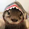 bigdixk - @harvey.hacker - TikTok