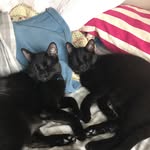 Harvey & Hamilton Knight - @harveyhamiltonknight - Instagram