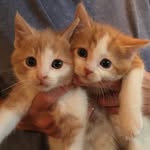 HarveyHamiltonCats - @thecats_harvey_hamilton - Instagram