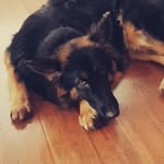 Harvey the German Shepherd - @harveyhammington - Instagram