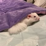 Marble, Puddin’, Marshmallow - @harvey_hammies - Instagram