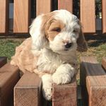 Harvey Hammer - @harveyfromhamilton - Instagram