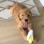 Harvey Hammond - @harveyhammond_groodle - Instagram