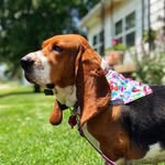 Rose - @rose_harvey_hancock - Instagram