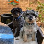 Beverley Bunn - @harvey_n_chester - Instagram