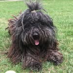 Boo Harvey Hunt - @boothepuli - Instagram