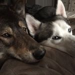Nicholas DeVivo - @harvey_and_kane - Instagram