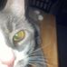 Harvey Kessler - Facebook
