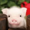 Harv_Savage - @harveylakey456 - TikTok