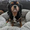 Harvey Langer - @h11111111111111111l - TikTok
