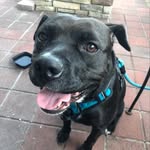 Harvey Meatball Leach 🐶 - @mr_stinky_head - Instagram