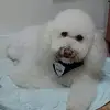 CHIO - @harveylu4 - TikTok