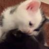 harvey and luna - @harvey.and.luna - TikTok