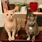 Harvey&Luna - @harvey_n_luna - Instagram