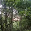 🌲walking everyday 🌲 - @harvey.manning4 - TikTok